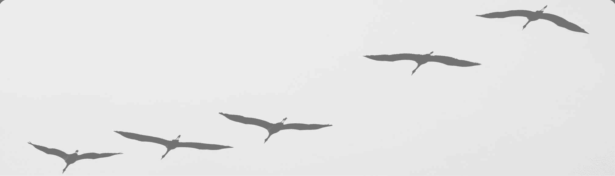Birds in flight